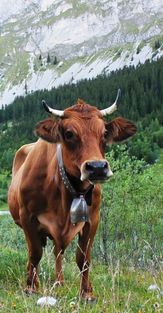 Vache dans un parc national d'Auvergne-Rhône-Alpes