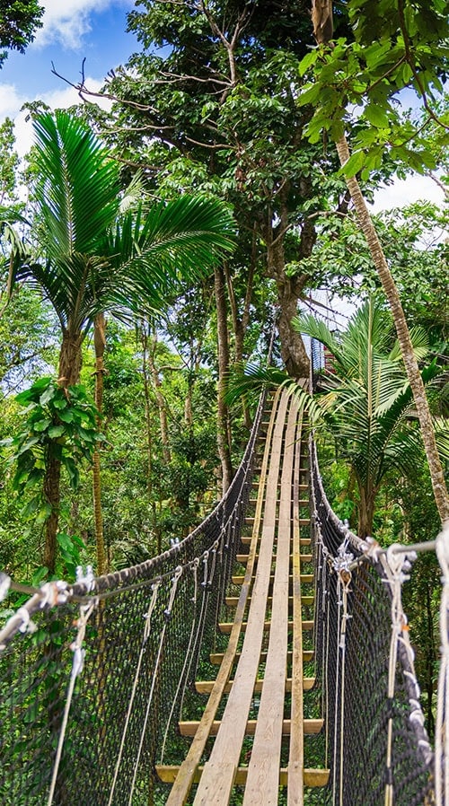 Pont suspendu à Mamelles Parc, Bouillante, Basse-Terre, Guadeloupe
