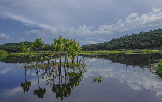 Paysage du Marais de Kaw en Guyane française, où se reflètent les arbres et les nuages