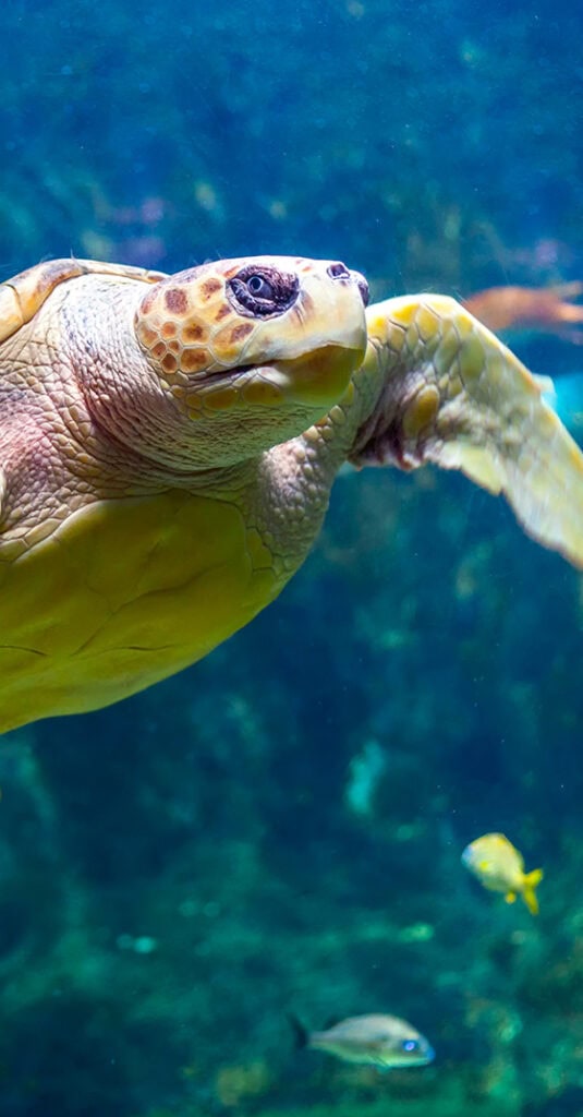 Tortue marine vue en Guadeloupe