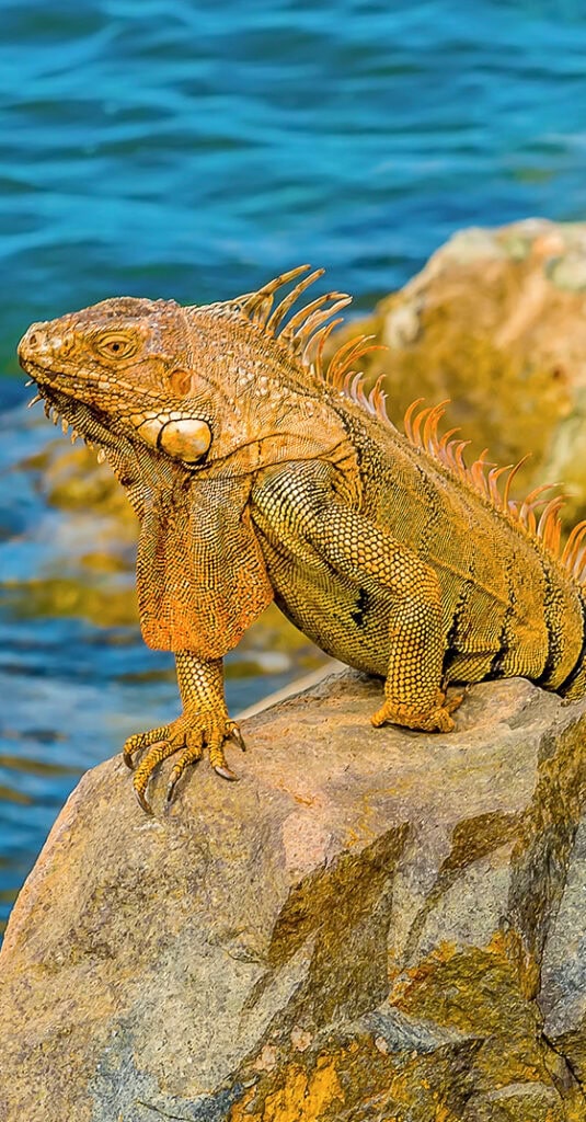 Iguane sur un rocher à Saint-Martin