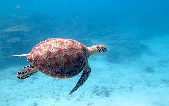 Tortue dans la mer au large de l'ile de Mayotte