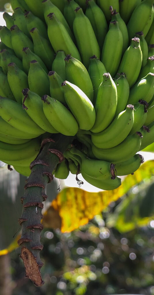 Bananes vertes sur un arbre