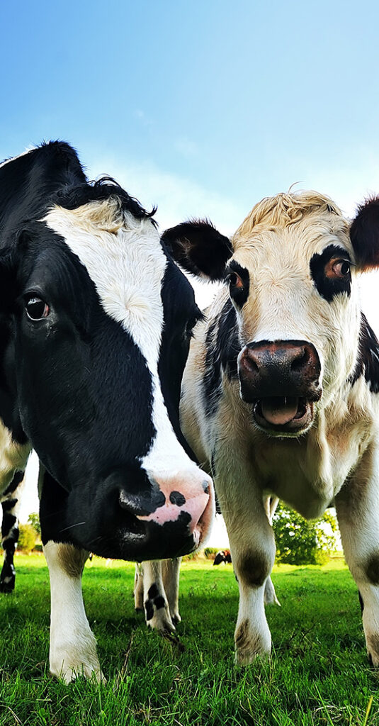 Trois vaches dans un champ vert en Normandie