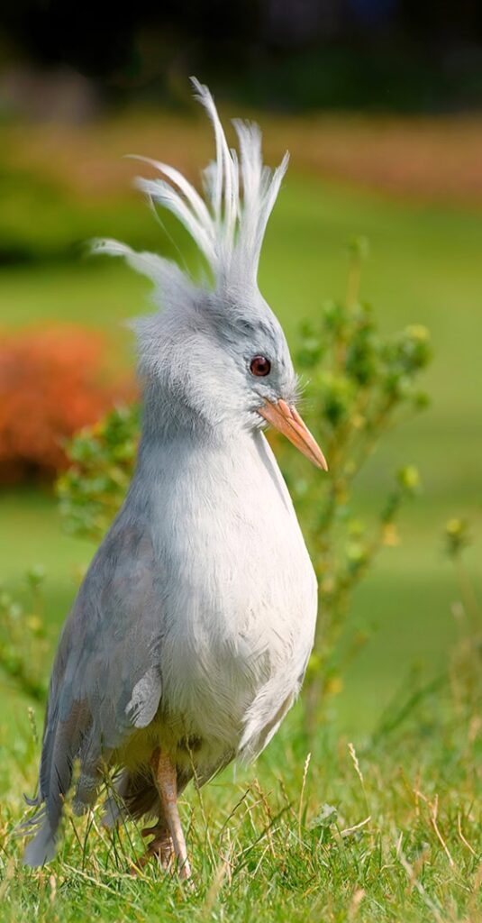 Oiseau à pattes longues, à pattes longues et gris bleuâtre endémique des denses forêts montagneuses de Nouvelle-Calédonie