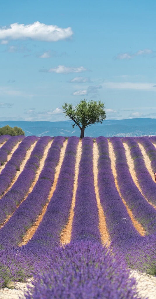 Champs de lavande à Valensole