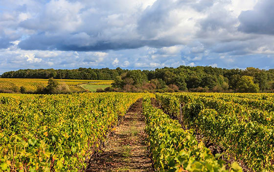 Vaste vignoble sur la vallée de la Loire