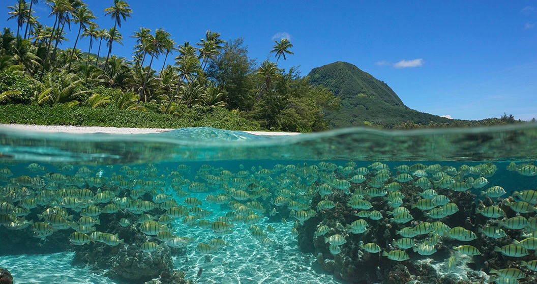 Bancs de poissons sous l'eau dans l'océan et la côte tropicale, vue sur la surface sous l'eau, Polynésie Française