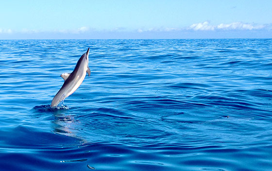 Un dauphin saute hors de l'eau