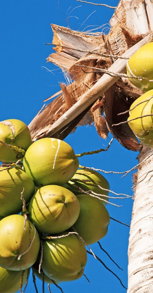 Noix de coco verte sur un cocotier dans le quartier de Colombier