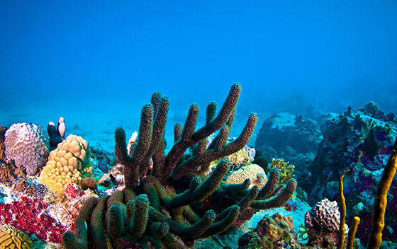 Des coraux et gorgoniens mous qui se balançaient avec les vagues comme des feuilles au vent