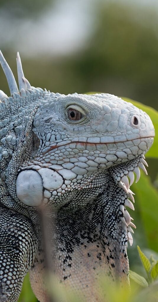 Iguane dans les Caraïbes à Saint-Martin