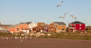 Panorama sur Saint-Pierre : maisons colorées et mouettes qui volent